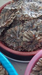 Khô Cá Chốt Đồng Bông Hoa Mai Vị Ngon Tự Nhiên- ĐẶC SẢN MINH TRIẾT