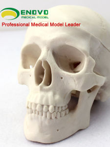 โมเดลกะโหลกศีรษะ ENOVO Mini Skull Medical Artistic Human Drawing Skull Head Cranium Adult Oral Skull Model Sketch Learning Medical Anatomy Shanghai Model