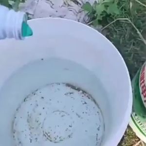 （ Fast removal ）[10 Jin ] Baonong Xinjing Glufosinate Ammonium Salt Orchard Oxalis Imperatae Non-Agricultural Land Strong Killer