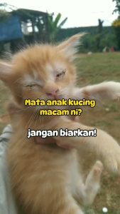 FURREVER Cat Eye Drop Pembersih Mata Kucing Pet Eye Cleaning Grooming