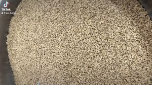 เมล็ดปาก **12.5 kg** ดิบ **ยกลัง** ของตัวเก็บขาวและเนื้อ (Sunflower Seed)