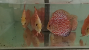 Checkerboard Pigeon Discus Fish 3.5 - 4 inch