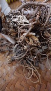 Akar Purwaceng Kering 1 kg Asli Dieng - Grade A