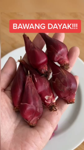 Bawang Dayak Segar Asli Kalimantan 1Kg | Herbal Alami Obat Diabetes Darah Tinggi & Tumor | HALAL
