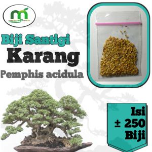 Biji santigi karang 90% berkecambah isi 250 biji.