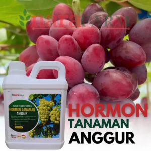 Pupuk hormon buah anggurPupuk hormon pertumbuhanPupuk hormon pelebat buahPupuk hormon daun