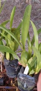 lan vũ nữ nhện xanh cây trưởng thành bụi lùm to khủng đang vòi hoặc sắp nụ dể trồng dể chăm sóc