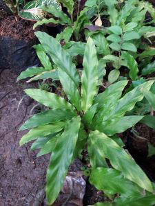 calathea  bambu
