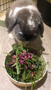 All-In-One Forage Mix | No Furries Delights | Perfect Hay/Green Topper & Treats for Small Pet Animals & Birds