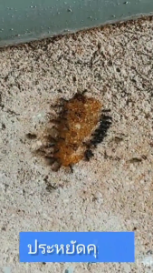 💥หยดเดียวตายยกรัง💥เจลกำจัดมด แอนท์เบท ยาฆ่ามด 15 กรัม เจลฆ่ามด เจลล่อมด เจลหยอดมด แอนตี้แอนท์ ฆ่ามดทั่วไปหลายชนิด