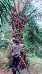 SBL G222 Pro Sickle Set / SBL M222A G222 Pro Oil Palm Harvesting Sickle Agricultural Tools / Sabit Kelapa Sawit SBL / Egrek Sawit SBL