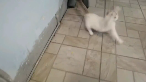 Funny pet Cat Toy Interesting Bell teaser cat toys stick Collars Feather kitten toy interactive toys cats Funny stick