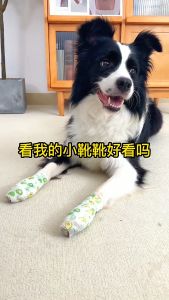 ผ้าพันแผลสัตว์เลี้ยง เทปยืดพันแผล ผ้าล้อคข้อสำหรับนักกีฬา D&C House เทปพันแผล พลาสเตอร์ผ้ากาวยางเหนียว สำหรับการจัดส่งในประเทศไทย