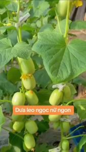 Combo 2 gói hạt giống dưa chuột ngọc nữ-gói 20 hạt(tặng kèm phân bón)