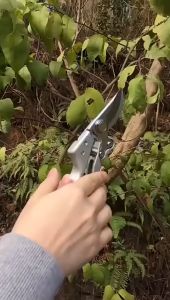 Gunting Dahan Stek Ranting Stainless Steel Heavy Duty 8 Inch Kapusi