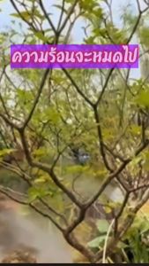 ชุดพ่นหมอก แรงดันสูง พ่นหมอกไอน้ำละเอียดมาก ปั้มEZYTEC 24VDC ปั้มเสียงเงียบพิเศษ พร้อมกรองน้ำ 789Quality