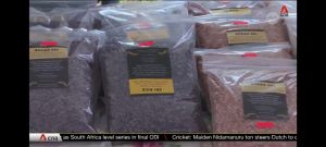 Kenyalang (pesticide-free) Heirloom Bajong Purple 1KG