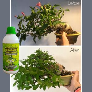 PUPUK ORGANIK CAIR BUAH LEBAT BUNGA SAYURAN DAN SEGALA JENIS TANAMAN