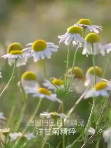 Chamomile Hand Cream Dry Skin Lotion Hand Cream can moisturize the hands and remove wrinkles on the hands 200ML