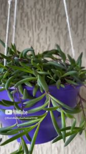 tanaman hias  gantung string  fred of banana