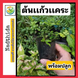 ต้นเเก้วเเคระ พร้อมปลูก เเก้วเเคระ ออกดอกสีขาว สวยมาก