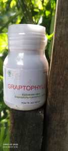 Graptophyllum ( Obat Herbal ) Obat Wasir & Ambaien )