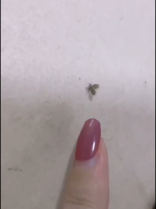 สารกำจัดแมลง 500ml เหมาะสำหรับท่อน้ำทิ้งในครัวเรือน ท่อระบายน้ำบนพื้น การควบคุมศัตรูพืชที่ต้นทาง สารกำจัดแมลง ยาฉีดฆ่าแมลง