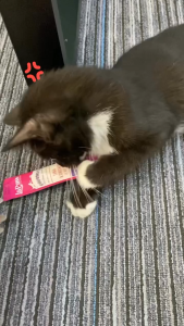 súp thưởng Lapaw kèm cỏ mèo (catnip) giúp tiêu búi lông dành cho mèo - T3 PETS SHOP