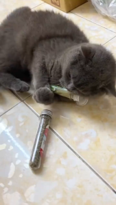 Ống cỏ mèo catnip nhuyễn giúp mèo thư giãn giảm stress căng thẳng khi di chuyển ống 35g