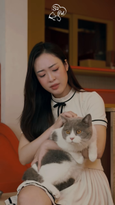 thức ăn hạt full topping thịt sấy của S2 PET (dòng V1  V2 V3) bao 5kg dành cho mèo - T3 PETS SHOP