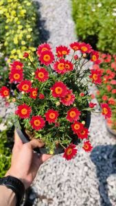ปารีสเดซี่ สีแดง ดอกเดซี่ Paris Daisy red marguerite daisy
