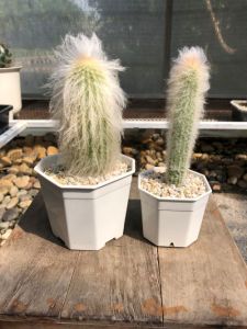 แคคตัสผู้เฒ่า (Espotoe) แคคตัสสูงวัย อายุยืนยาวนานนับ 10 ปี ประดับบารมี กว้าง 2-6 cm สูง 12-14 cm