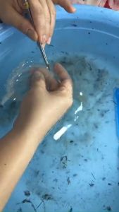 Yến Sào Vụn Khánh Hoà Đắp Chân tổ yến + quà tặng