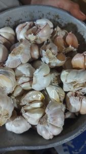 Bawang putih protolan 1 kg