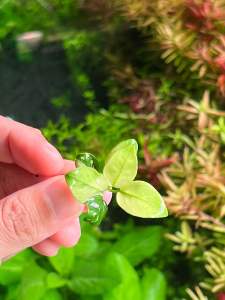 [Aquatic Plant] Submerged Bucephalandra Helena Dark Angel Anubias Bucep Rare Plants Low Tech Aquarium Aquascaping 辣椒榕
