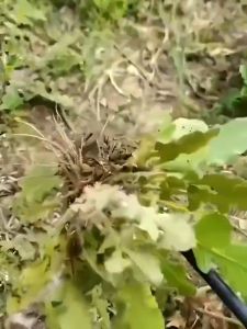 จอบกลวง คราด คราดถอนหญ้า ฟันกําจัดวัชพืชขุดผักขุด ดึงวัชพืช สแตนเลส สำหรับกำจัดวัชพืชในดิน ด้ามจับยาว คาดหญ้าเหล็ก