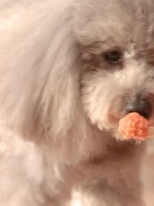 ขนมขัดฟันสุนัข เสริมโปรตีน ไขมันต่ำ หมาแมวทานได้ หลากหลายแบบ 100กรัม