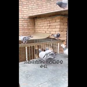 Pigeon Trap Door Racing Pigeon trap door Stainless Steel pigeon cage door pet bird cage door
