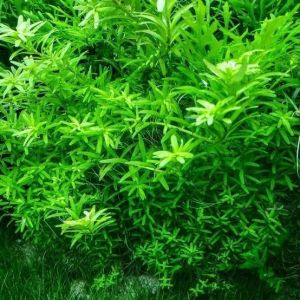 aquarium live plant green rotala ( 12 stem)