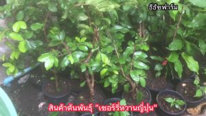 ต้นเชอร์รี่หวานญี่ปุ่น ผลกินได้ มีรสชาติหวานอมเปรี้ยวอร่อยดี เป็นต้นพันธุ์กิ่งตอน ต้นที่จำหน่ายสูงประมาณ 80 ซ.ม.