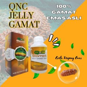 QNC JELLY GAMAT TERIPANG EMAS ASLI ORIGINAL HERBAL UNTUK TUMOR KOLESTOL AMBEYEN SERTA STROK