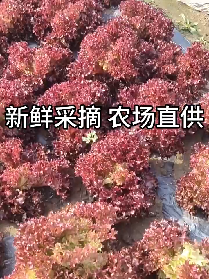 2000pcs/pack High Germination Purple Leaf Lettuce Seeds for Planting Vegetable Plant Seeds -A708