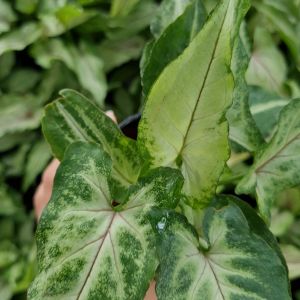 ออมมณี ต้นเงินไหลมา พร้อมกระถาง 4 นิ้ว Syngonium ไม้มงคล ไม้ฟอกอากาศ เสริมโชคลาภ เสริมดวงค้าขายร่ำรวย เลี้ยงในบ้าน คอนโด