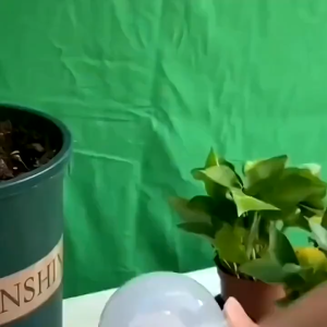 6 ตัว ตุ้มตอนกิ่ง ลูกตุ้มตอนกิ่งขนาดเล็ก 8ซม.12ซม. พลาสติกอย่างดี ใช้ซ้ำได้ ทนแดด ทนฝน