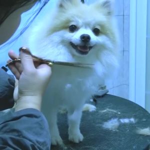 Fenice | Professional Pet Grooming Scissors