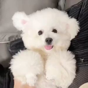 Pet Hair Comb: A Multifunctional Tool for Flea & Tear Stain Removal