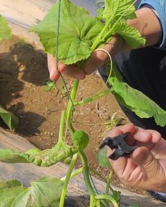 5 Pcs - Twine Clip for Vertical Vine & Plant Stem Support 1.2 cm | Klip Tali Penyangga Tanaman Vertikal