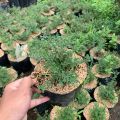 Tanaman Herbal  Rempah Timi atau Thyme. 
