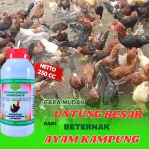 Vitamin Jamu Ayam Kampung Cepat Besar Vitamin Ayam Jawa Ayam Kampung Bangkok Ayam Pedaging Ayam Jago
