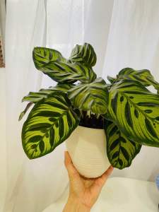 Calathea Makoyana Real Live plant 孔雀肖竹芋